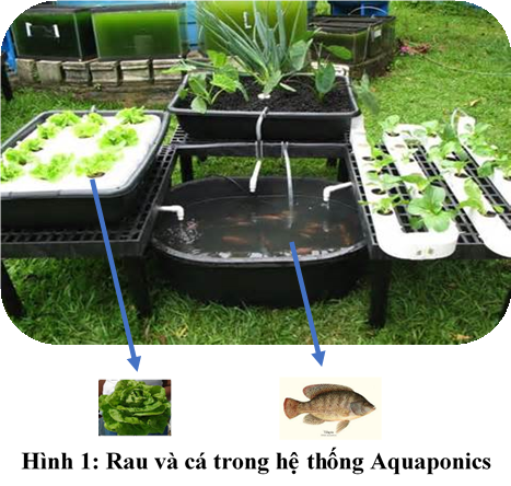 Mô hình trồng rau Aquaponics có 3 phương pháp